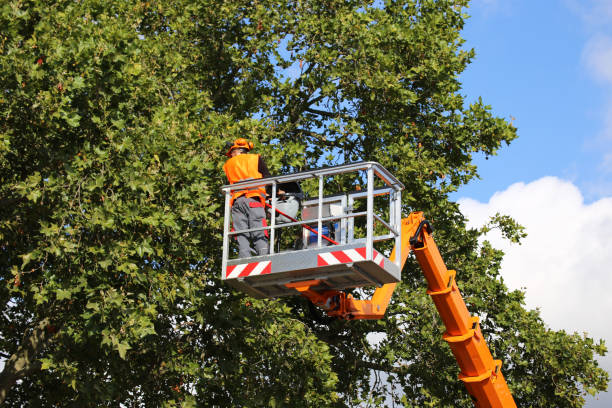 Best Tree Health Inspection  in Great Falls, MT